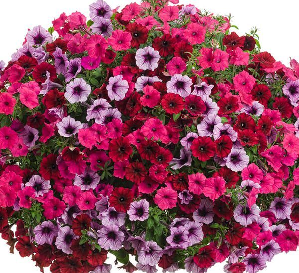 proven winners hanging basket