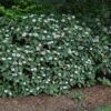 David Viburnum Photo 1