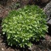 Cream De Mint Dwarf Mock Orange Photo 1
