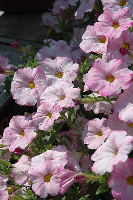 supercal blushing pink petchoa