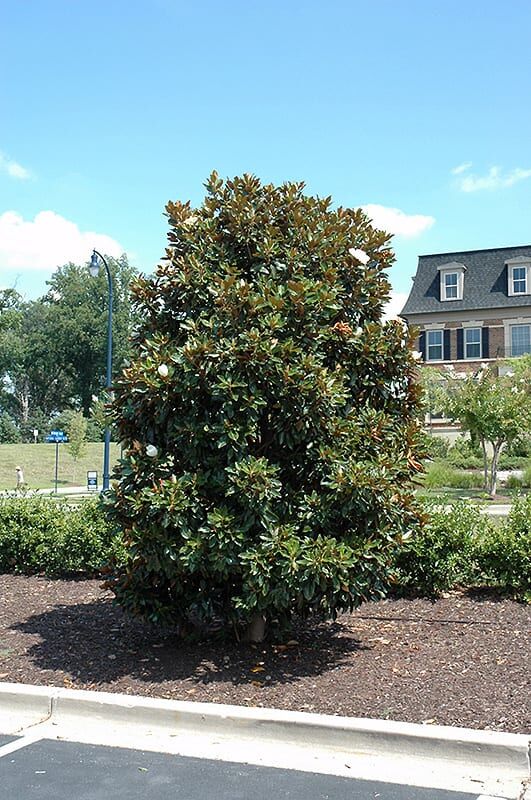 little gem magnolia