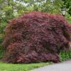Tamukeyama Japanese Maple Photo 1