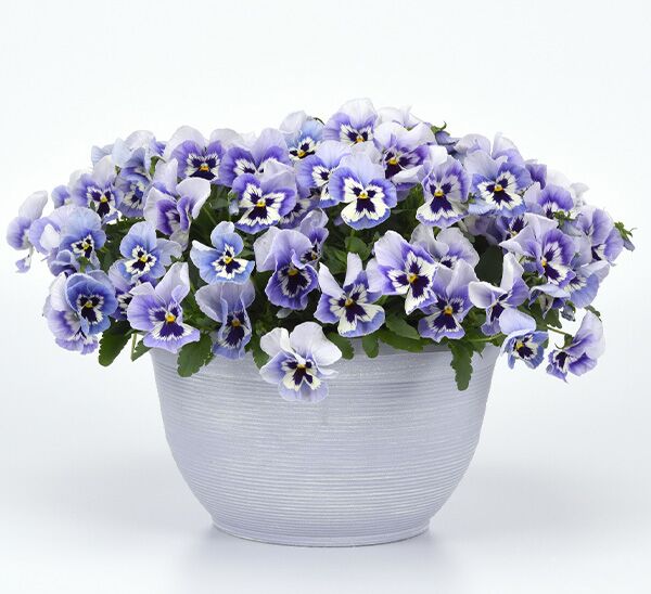 Spreading Pansy Top Wave™
