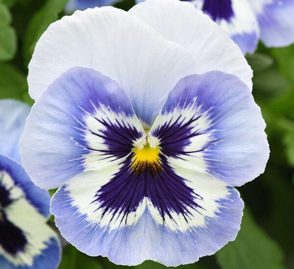 Spreading Pansy Top Wave™ Photo 1