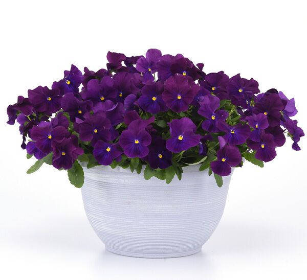 Spreading Pansy Top Wave™