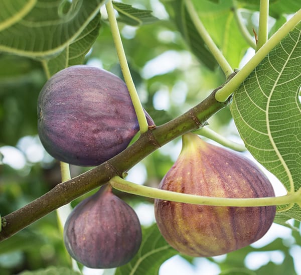 Fig Trees Photo 1