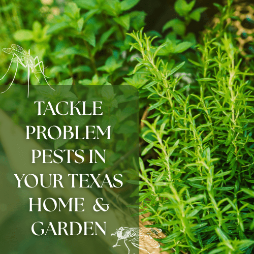 insect and pest control
