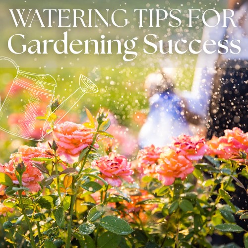 watering