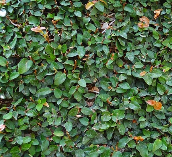 Ficus Repens Photo 1