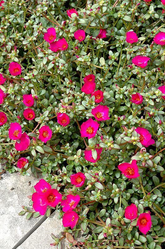 toucan fuchsia purslane