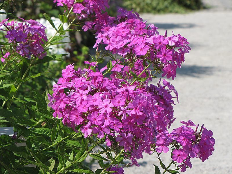Robert Moore garden phlox