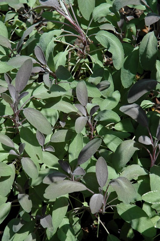 purple sage
