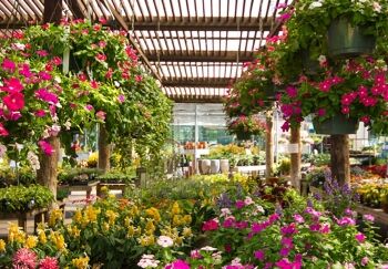 Garden Center Bedding Table with Cora Vinca, Shirmp Plants, and Summer Blooms