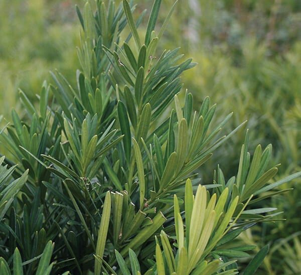 pringles dwarf podocarpus