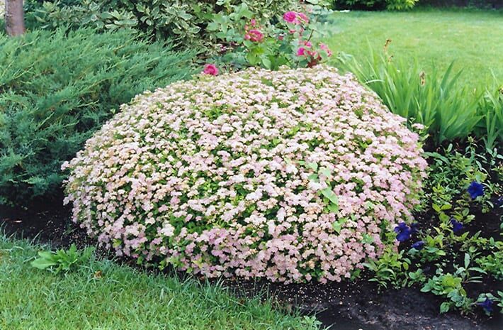 little princess spirea