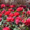 Double Knock Out Red Rose