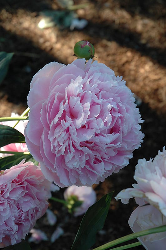 shirley temple peony