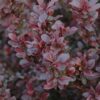 concorde Japanese barberry
