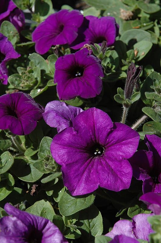 wave blue petunia