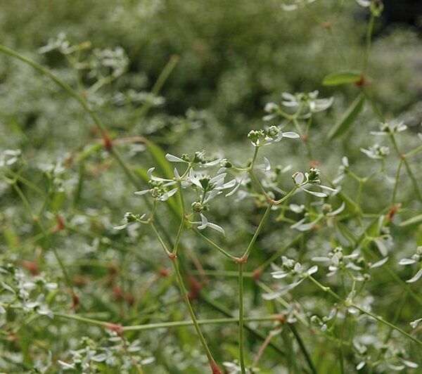 breathless white euphorbia