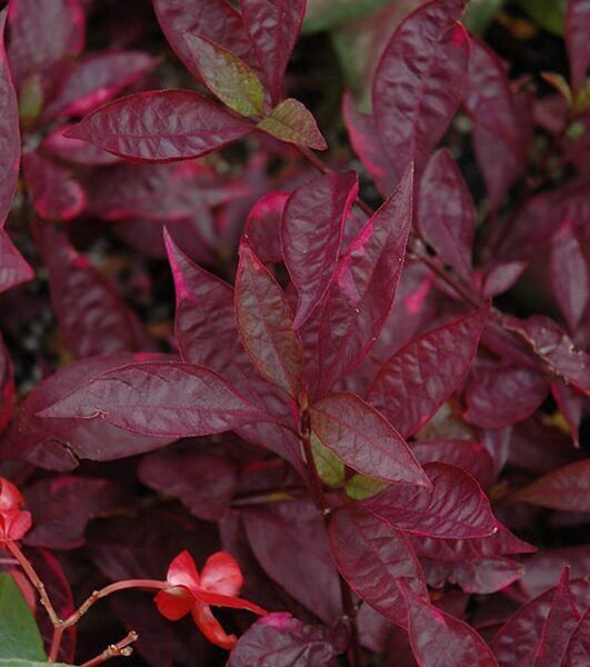 Brazilian red hots alternanthera