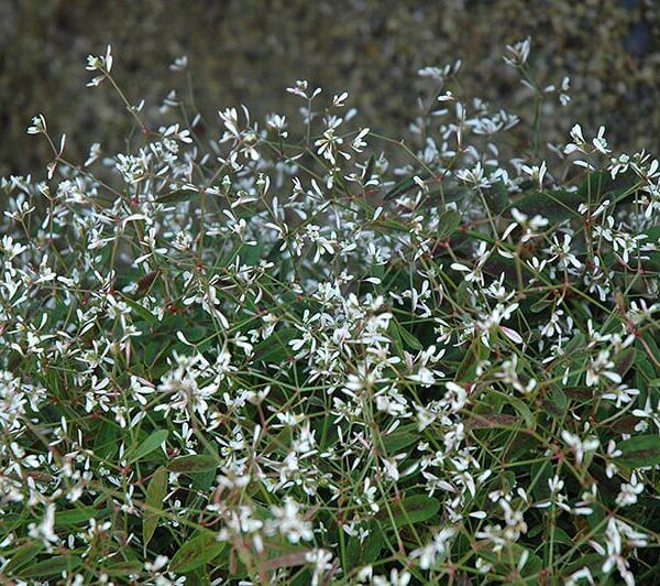 breathless blush euphorbia