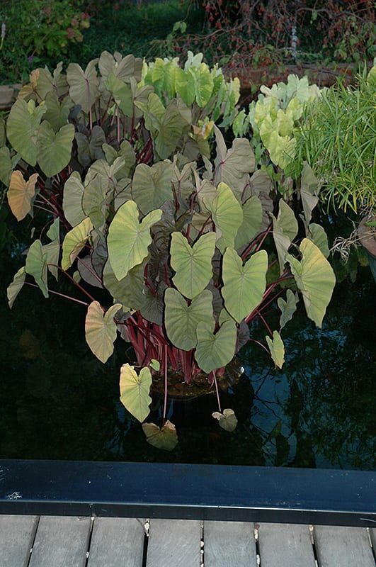 maui magic elephant ear