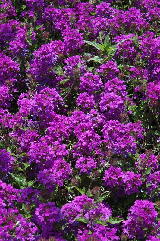 homestead purple verbena