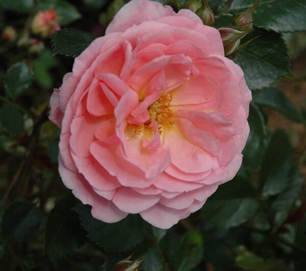apricot drift rose