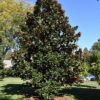 dd blanchard magnolia