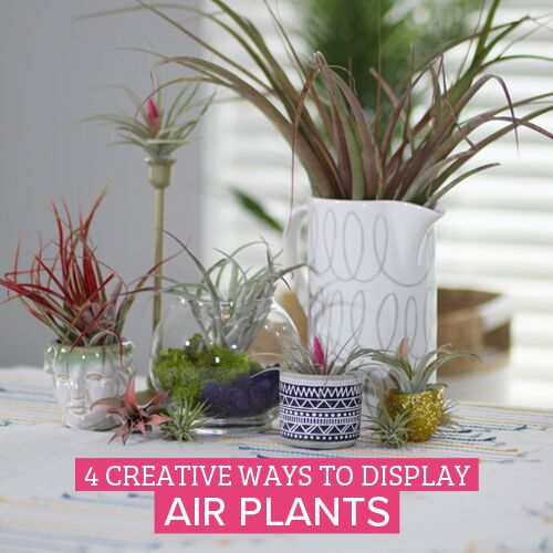 creative ways to display air plants