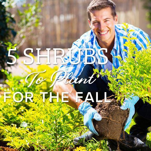 5 Shrubs to Plant for the Fall | Calloway's Nursery