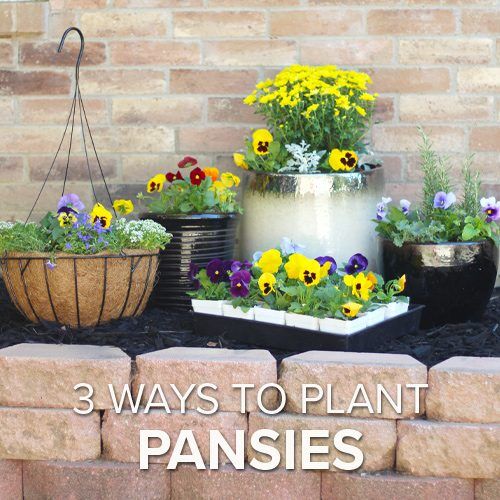 3 Ways to Plant Pansies | Calloway's Nursery