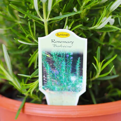 barbeque rosemary