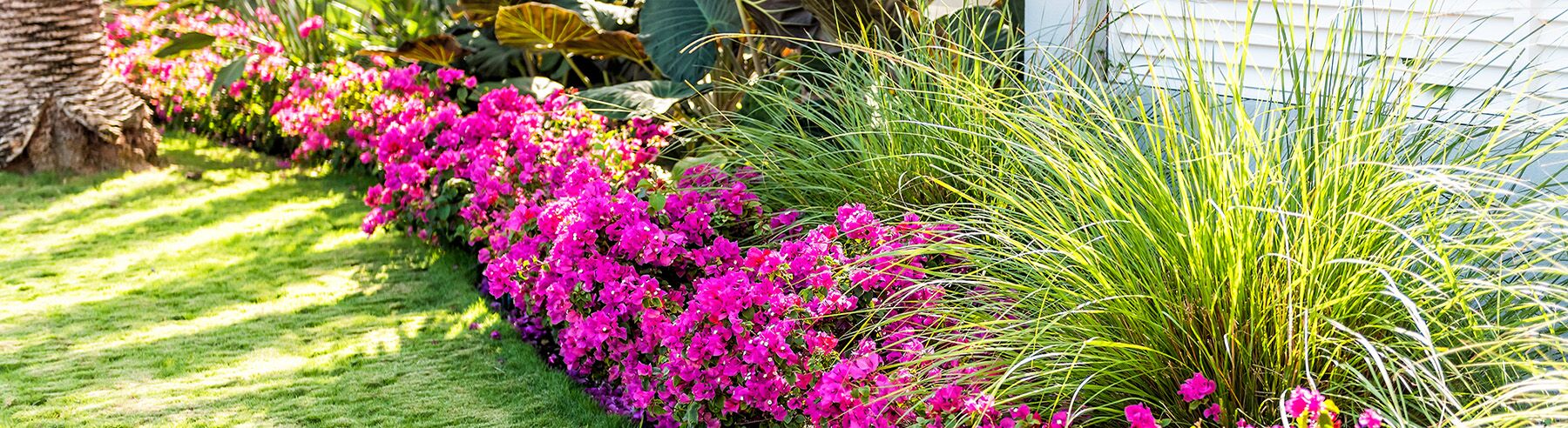 Houston & Galveston Landscaping