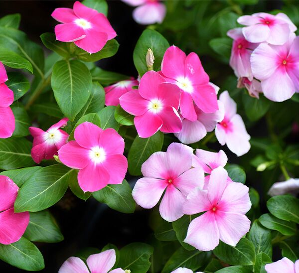Link to Cora® XDR Vinca  product page