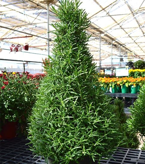 Rosemary Tree in garden center close up of foliage