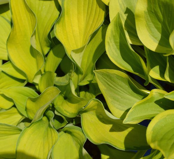 Hosta