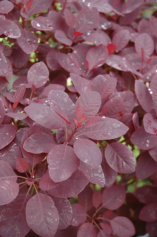 royal purple smokebush