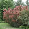 Royal Purple Smokebush Photo 1