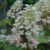 Alice Hydrangea Photo 1