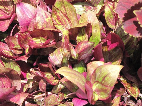 purple wandering jew