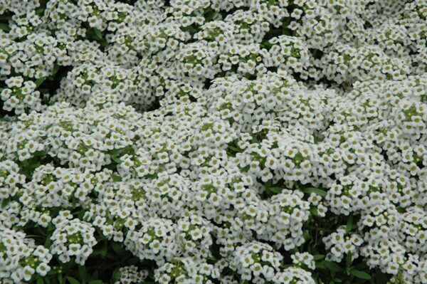 snow crystals alyssum