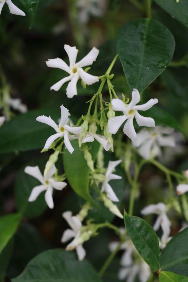 Star Jasmine