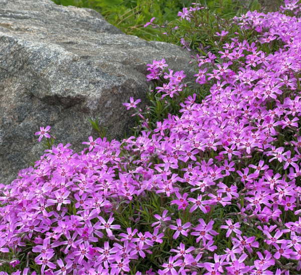 Creeping Phlox