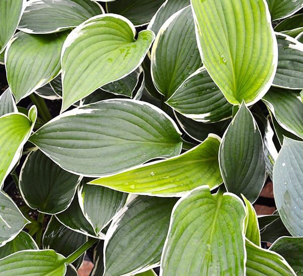 Hosta Photo 1