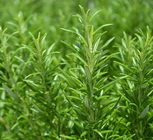 Italian Staples Herb Kit Photo 1