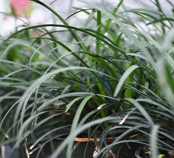 Dwarf Mondo Grass Photo 1