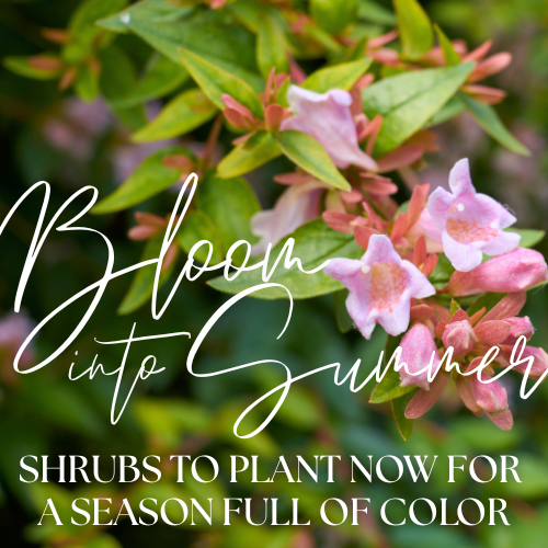 Creating A Pollinator Paradise