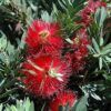 Little John Dwarf Bottlebrush Photo 1